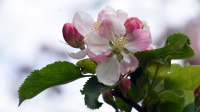 Epleblomst 2