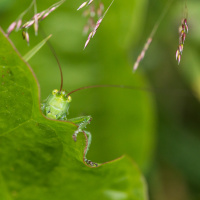 Antatt, natur - Timmy
