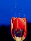 5. plass - Tulibobler