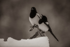 "Hallo" Antatt NM høst 2019 Projeksjon mono fritt