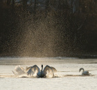 Antatt, natur - Svanekamp